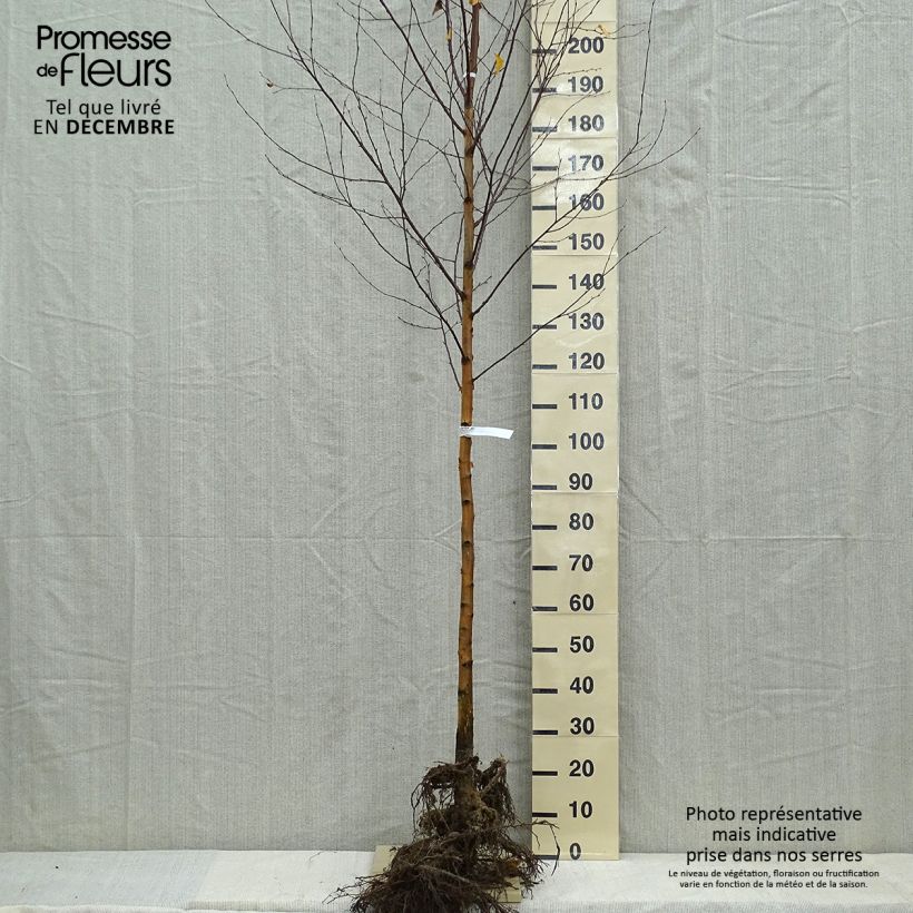 Betula pendula - Birch sample as delivered in winter