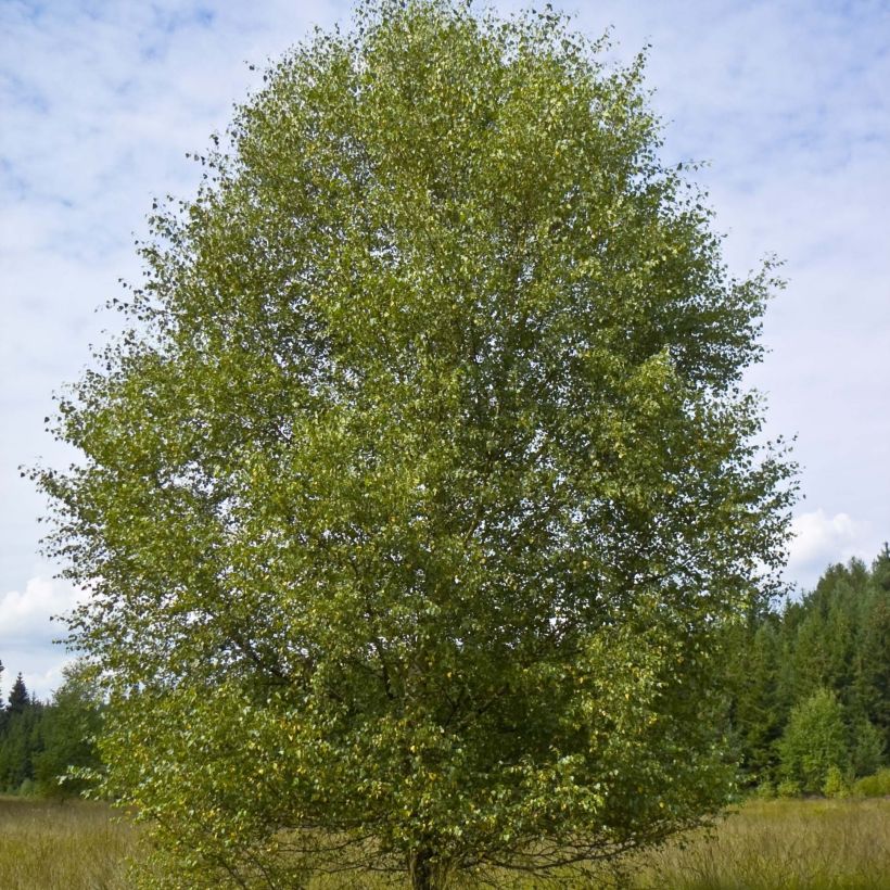 Betula pubescens - Downy Birch (Plant habit)