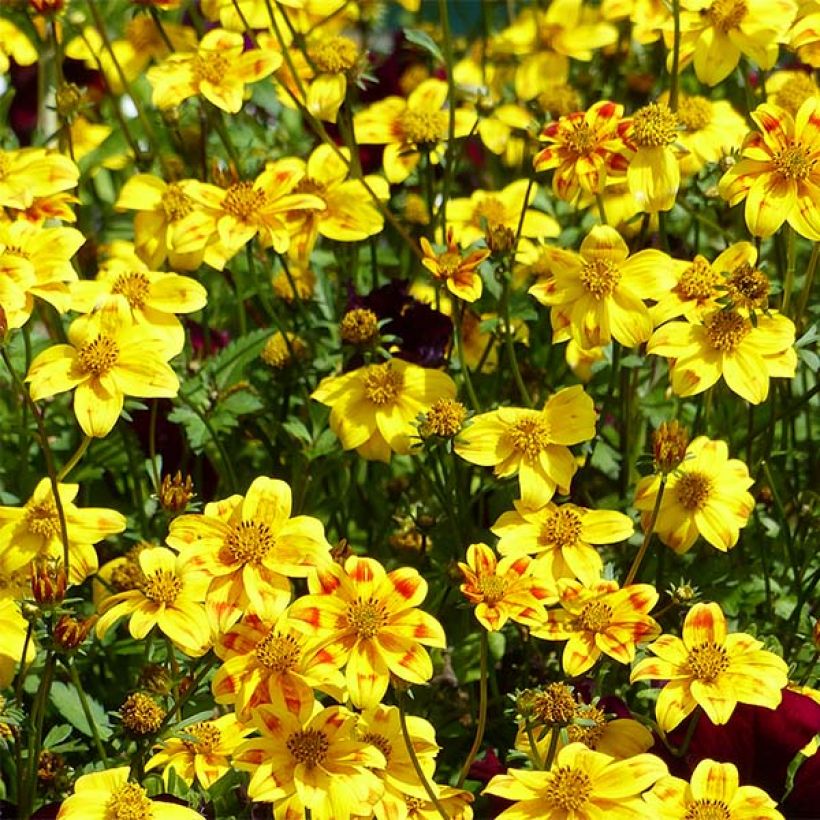Bidens Beedance Painted Yellow - Beggarticks (Flowering)