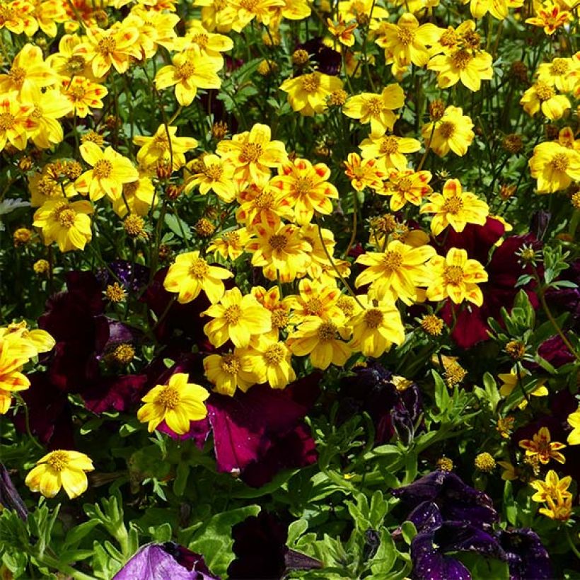 Bidens Beedance Painted Yellow - Beggarticks (Plant habit)