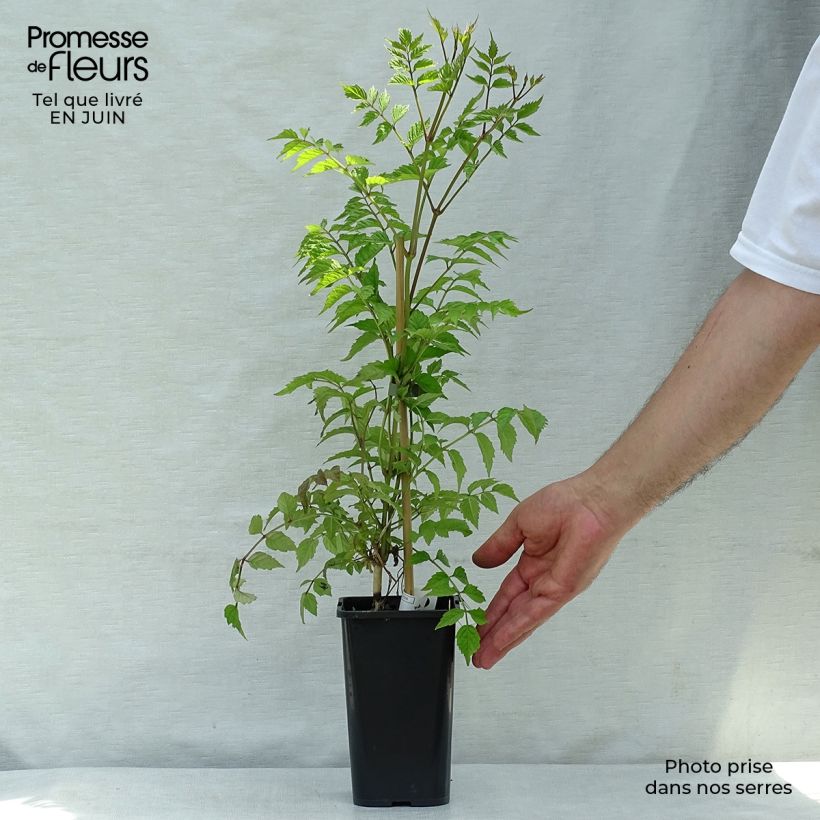 Campsis radicans x grandiflora Madame Galen 1L/1.5L pot sample as delivered in summer
