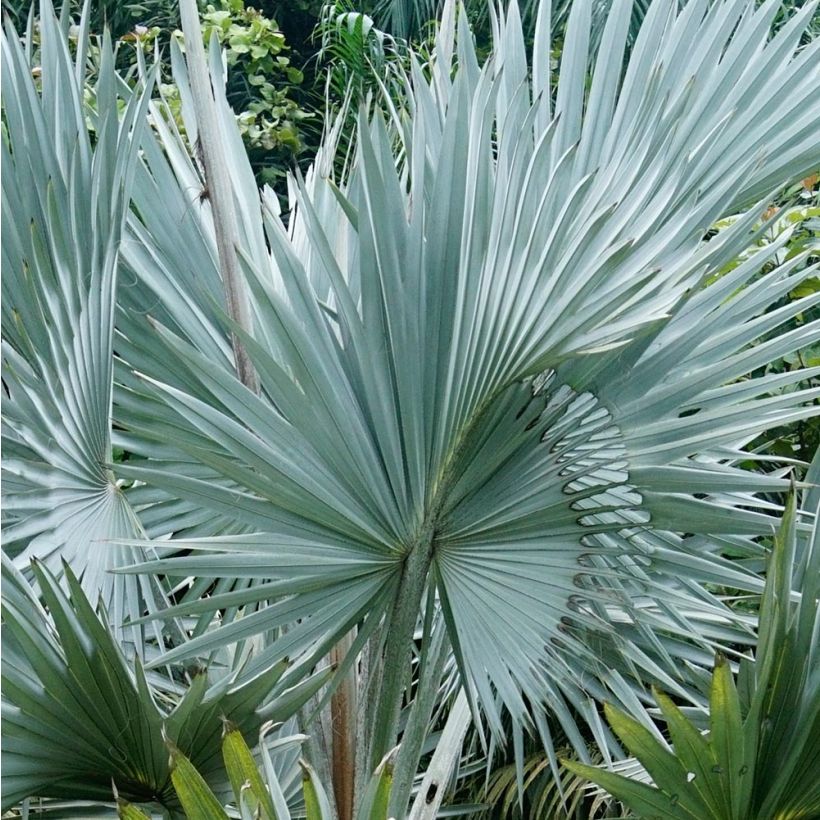 Bismarkia nobilis - Bismarck Palm (Foliage)