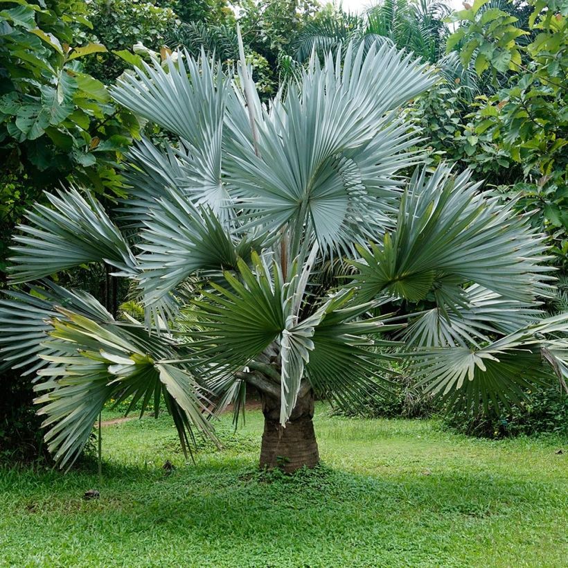 Bismarkia nobilis - Bismarck Palm (Plant habit)
