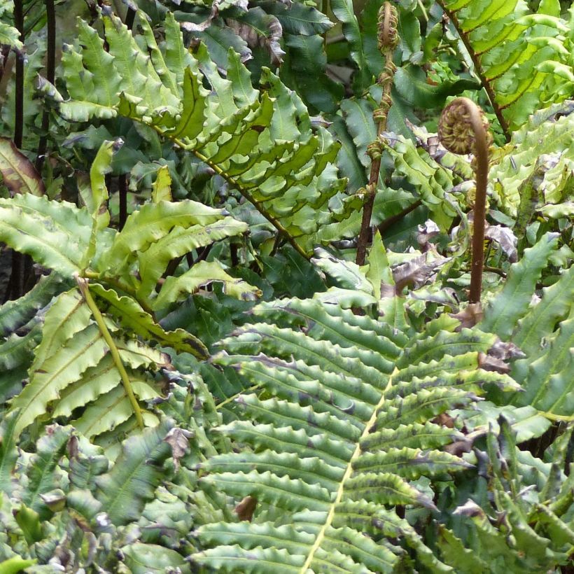 Blechnum chilense - Chilean Hard Fern (Foliage)