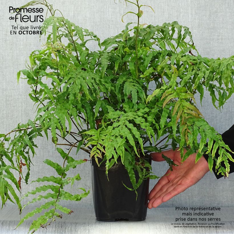 Blechnum novae-zelandiae Pot de 3L/4L sample as delivered in autumn