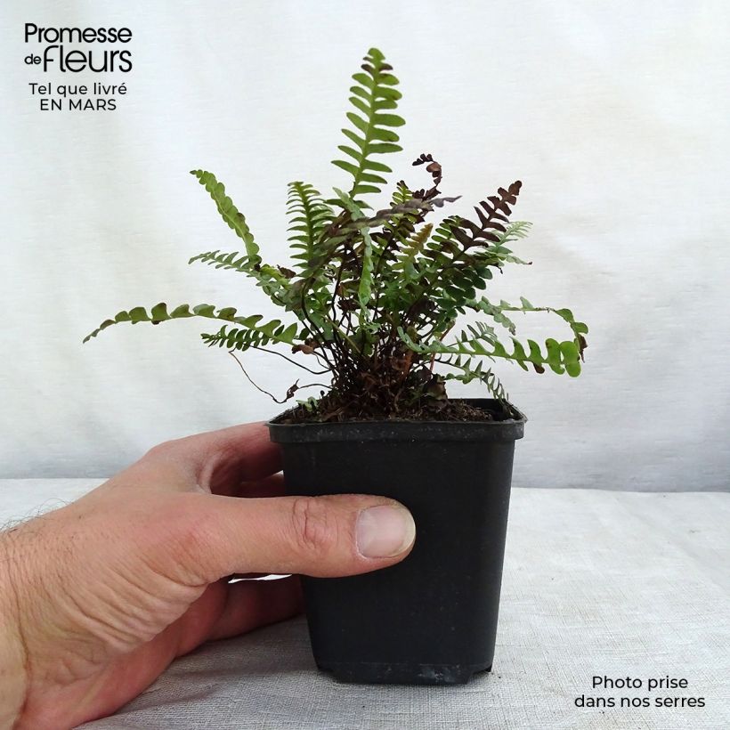 Blechnum penna-marina - Fougère Godet de 9cm sample as delivered in winter