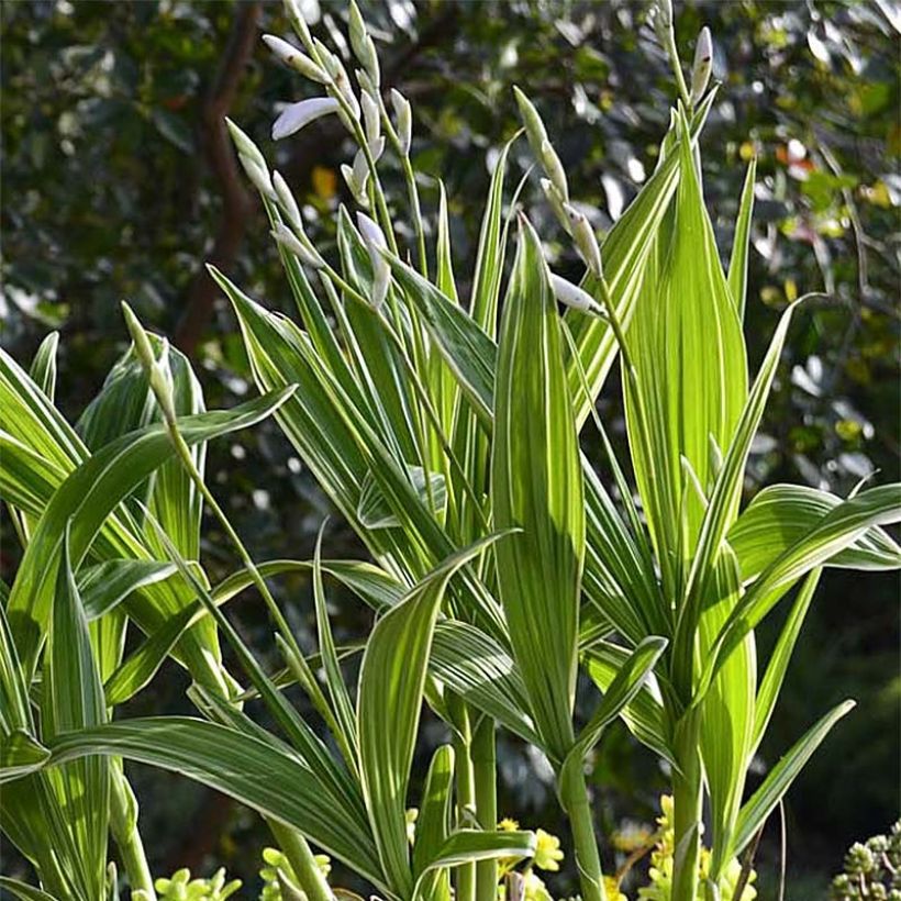 Bletilla striata Alba Variegata - Hyacinth orchid (Plant habit)