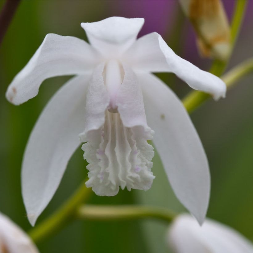Bletilla striata f. gebina - Chinese Ground Orchid (Flowering)