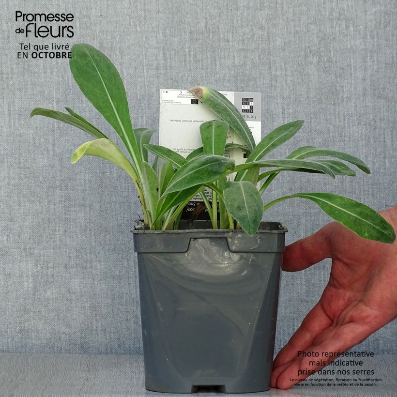 Centaurea montana Amethyst in Snow 1.5L/2L pot sample as delivered in autumn
