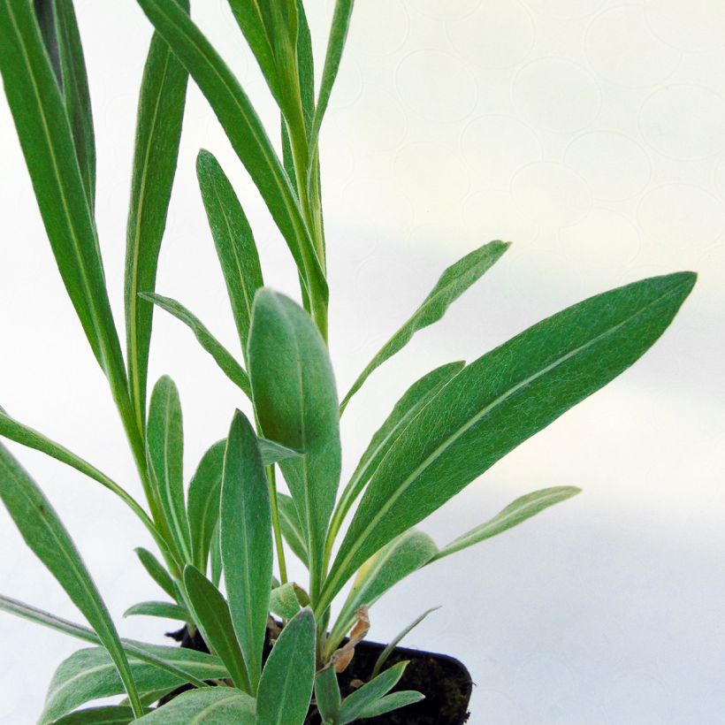 Centaurea montana Sulphurea (Foliage)