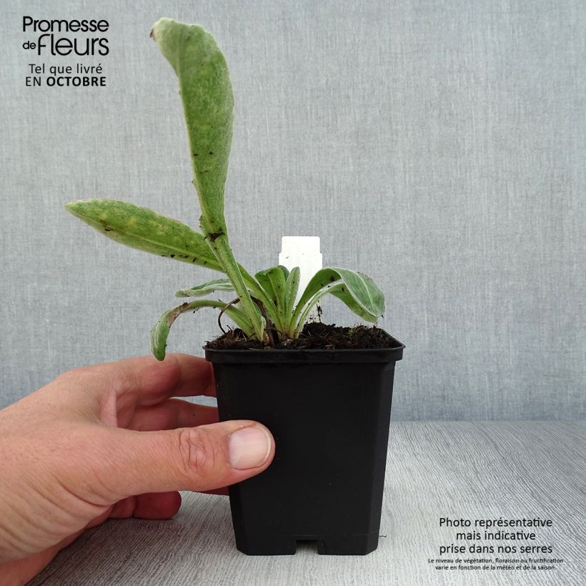 Centaurea montana Amethyst Dream 8/9 cm pot sample as delivered in autumn