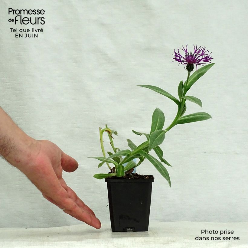 Centaurea montana Amethyst Dream 8/9 cm pot sample as delivered in summer