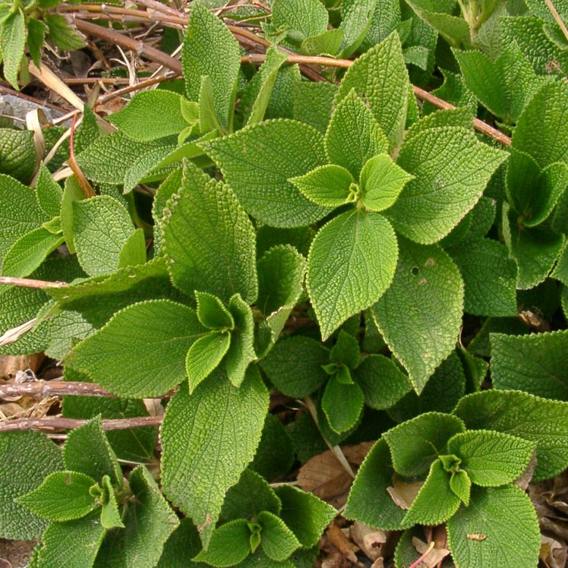 Boehmeria biloba - False Nettle (Plant habit)