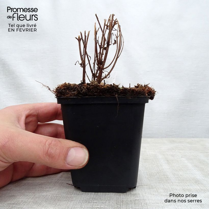 Boehmeria spicata - Ortie de Chine arbustive Godet de 8/9 cm sample as delivered in winter