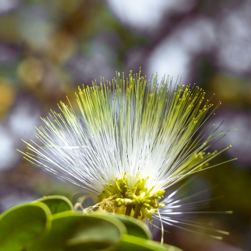 Albizia lebbeck - Lebbeck tree (Flowering)