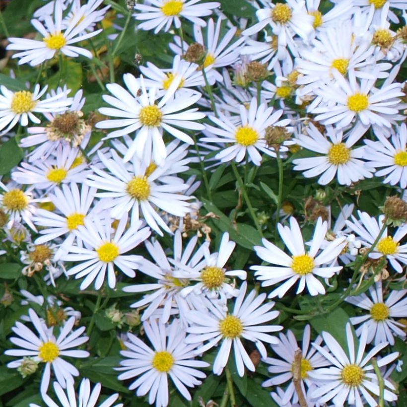 Boltonia asteroides Snowbank (Flowering)