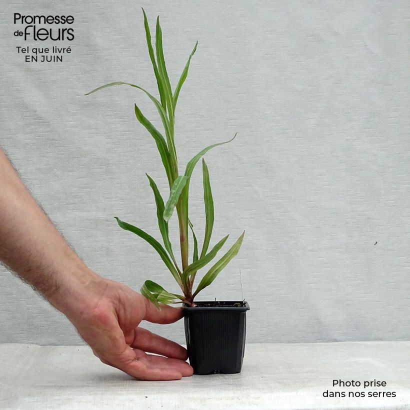 Boltonia asteroides Latisquama 8/9 cm pot sample as delivered in summer