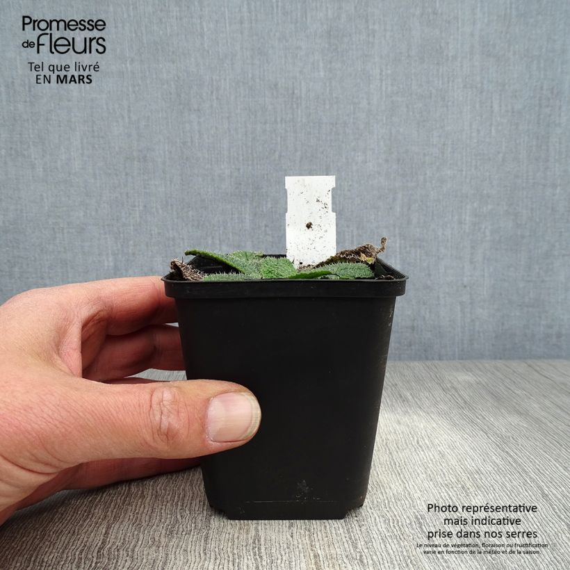 Borago pygmaea - Bourrache vivace naine Godet de 8/9 cm sample as delivered in spring