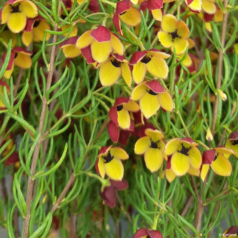 Boronia megastigma Tui (Foliage)
