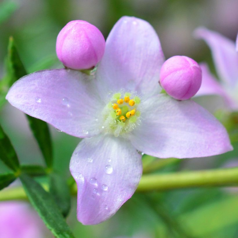 Boronia muelleri (Flowering)