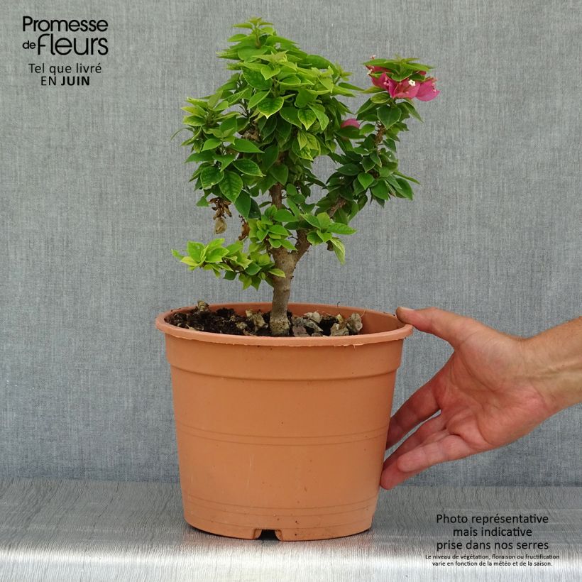 Bougainvillea x hybrida Mini Thaï 3L/4L pot sample as delivered in summer
