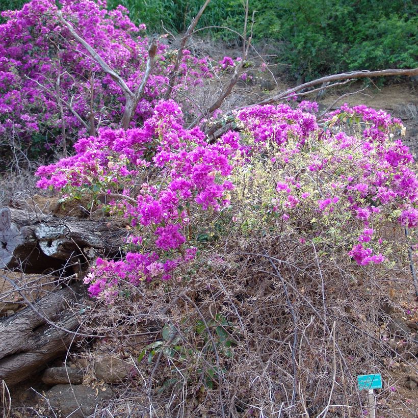 Bougainvillea glabra Variegata (Plant habit)