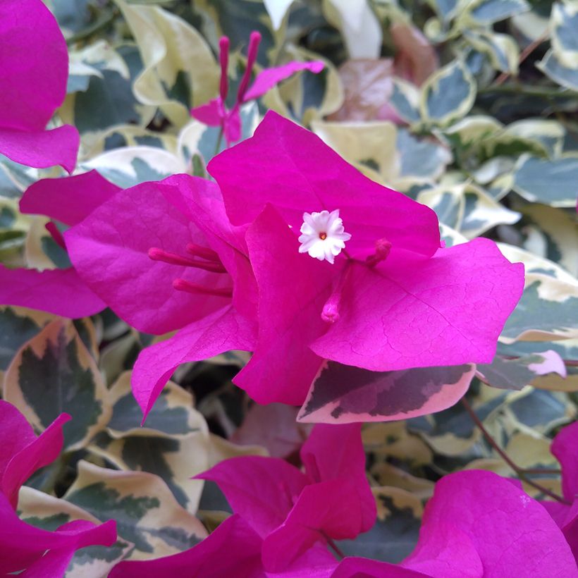 Bougainvillea glabra Variegata (Flowering)