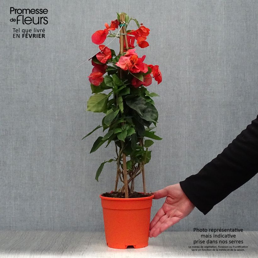 Bougainvillier spectabilis Orange Pot de 2L/3L sample as delivered in winter