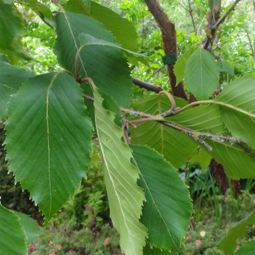 Betula utilis var. jacquemontii Doorenbos - Himalayan Birch (Foliage)