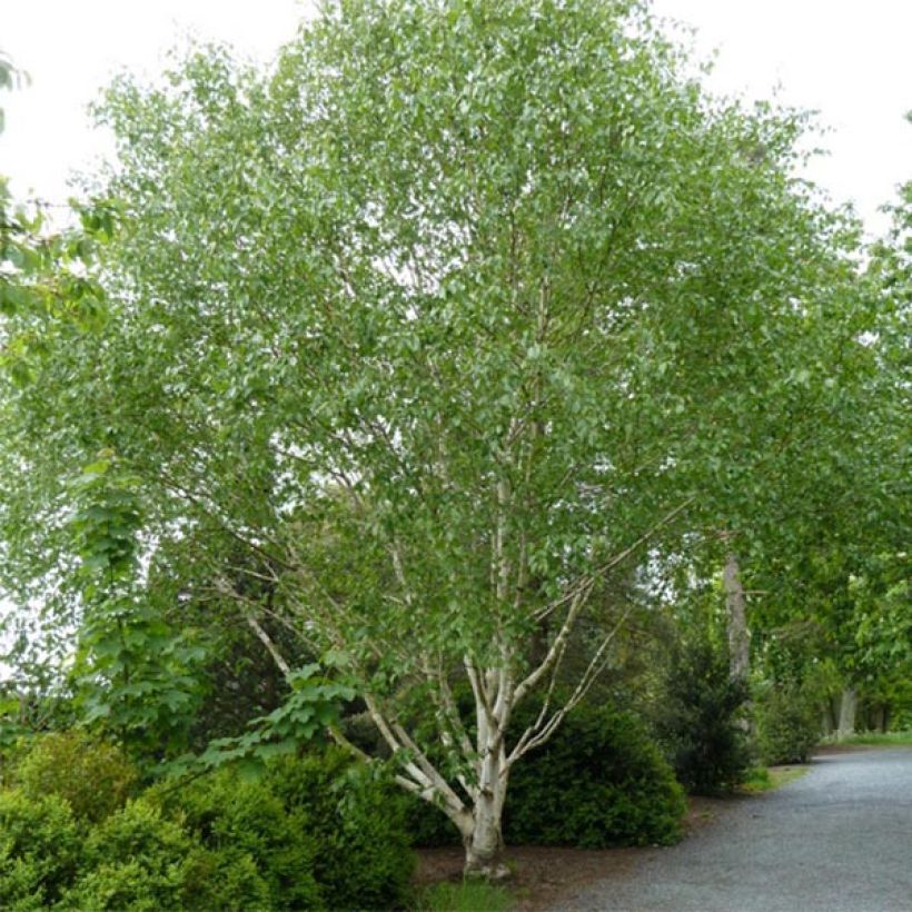Betula utilis var. jacquemontii Doorenbos - Himalayan Birch (Plant habit)