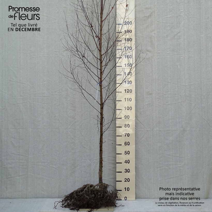 Betula utilis var. jacquemontii Doorenbos - Himalayan Birch sample as delivered in winter