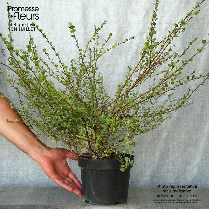 Betula nana - Dwarf Birch 2L/3L pot sample as delivered in summer