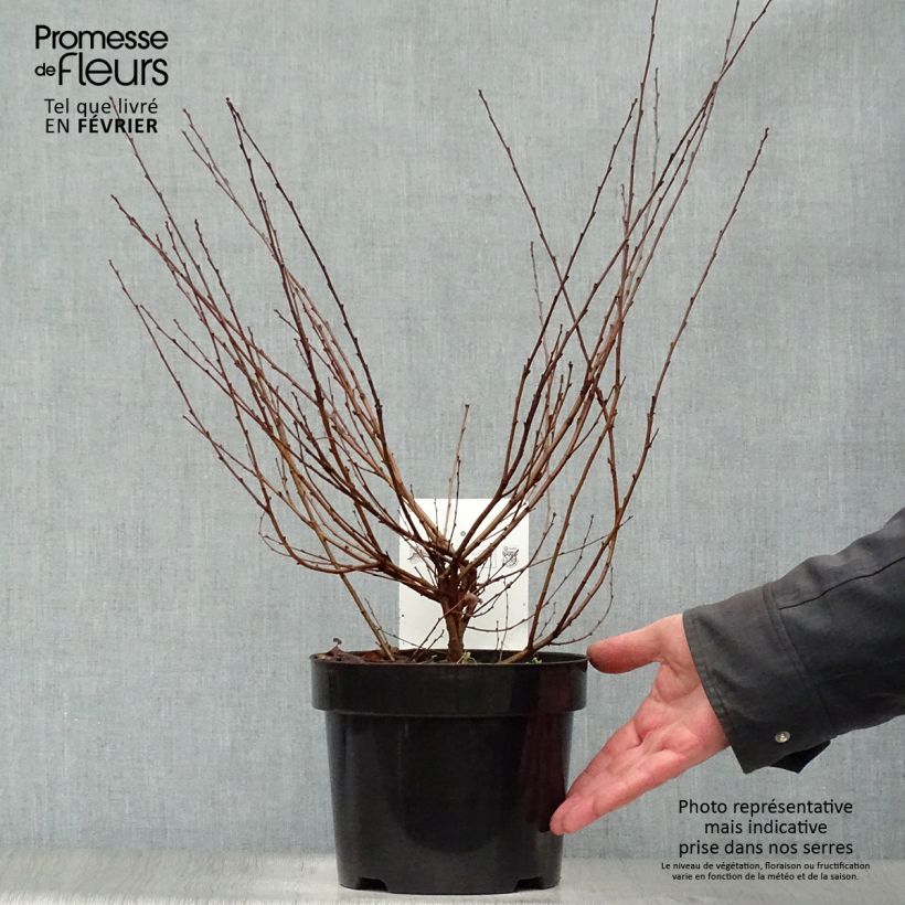 Bouleau nain - Betula nana Pot de 2L/3L sample as delivered in winter