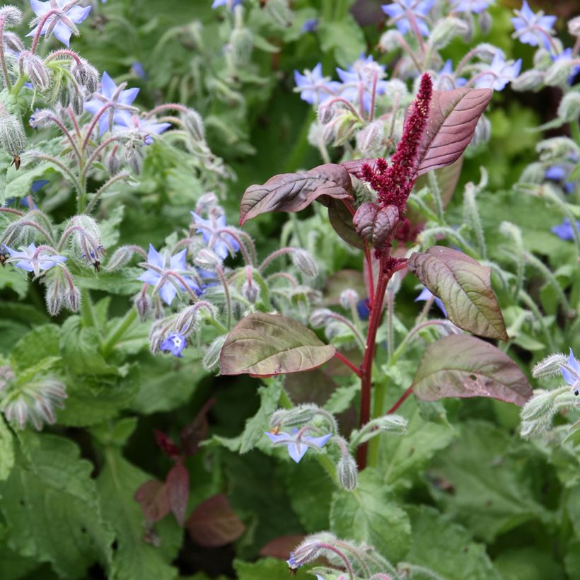 Borago officinalis (Plant habit)