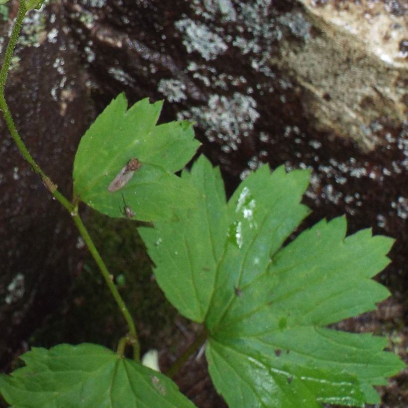 Boykinia aconitifolia (Foliage)