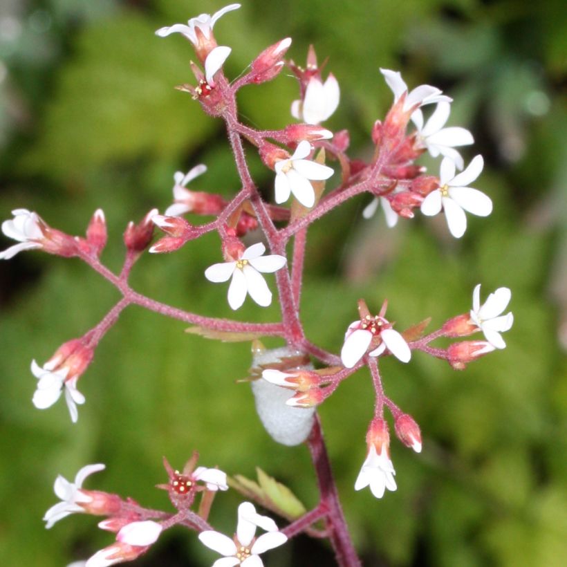 Boykinia occidentalis (Flowering)