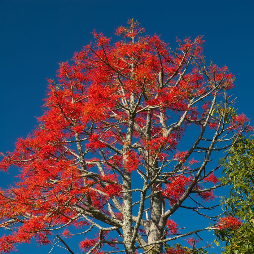 Brachychiton acerifolius (Plant habit)