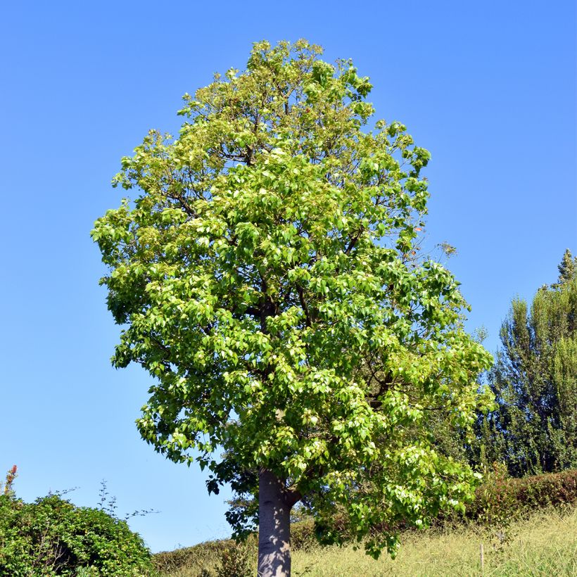 Brachychiton populneus (Plant habit)