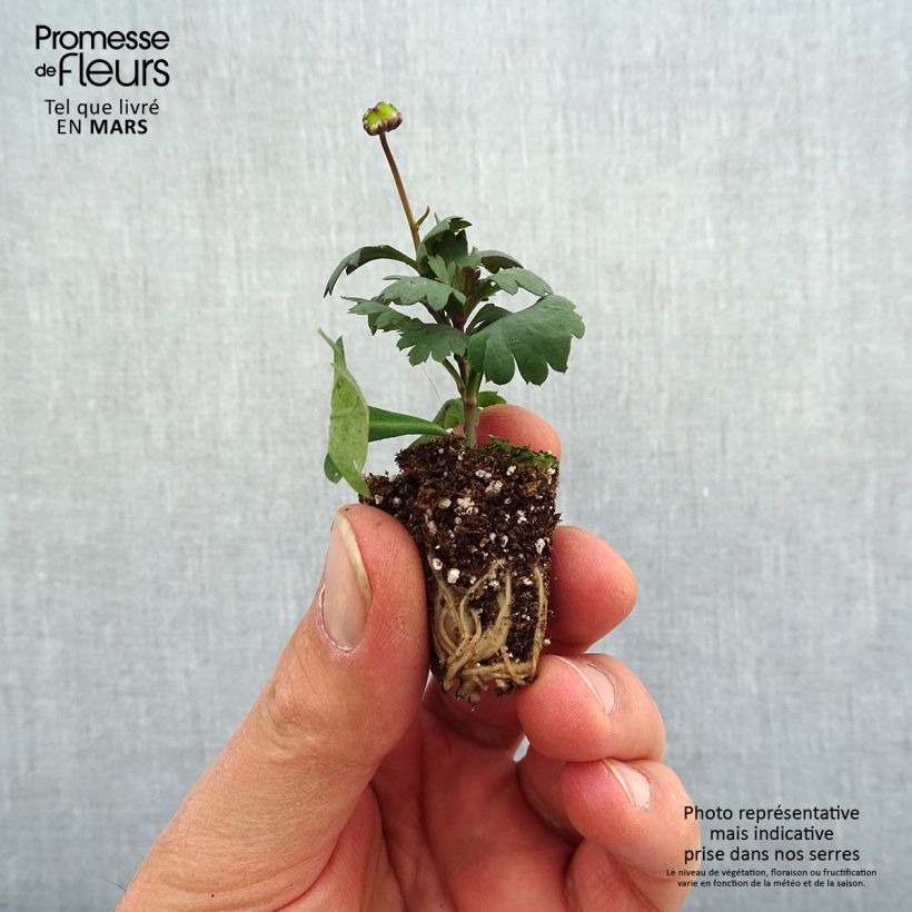 Brachycome multifida Fresco Candy - Cut-leaf Daisy Plug plant 3/4cm sample as delivered in spring