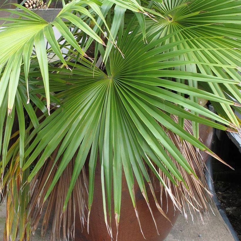 Brahea calcarea - Palm (Foliage)