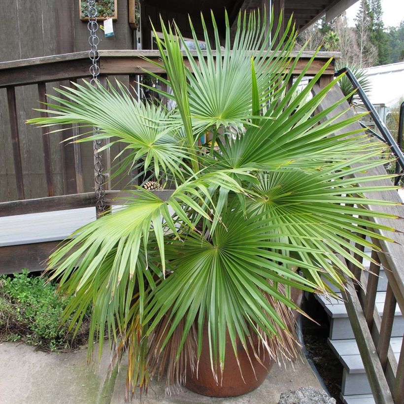 Brahea calcarea - Palm (Plant habit)
