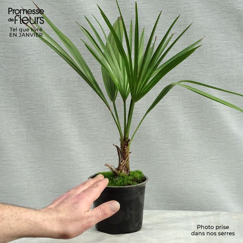 Brahea calcarea - Palmier mexicain Pot de 12 cm sample as delivered in winter