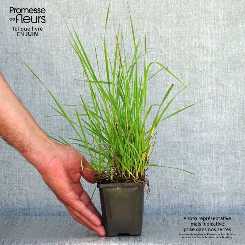 Briza media 7/8 cm pot sample as delivered in summer