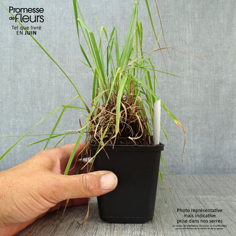 Briza media Limouzi 8/9 cm pot sample as delivered in summer