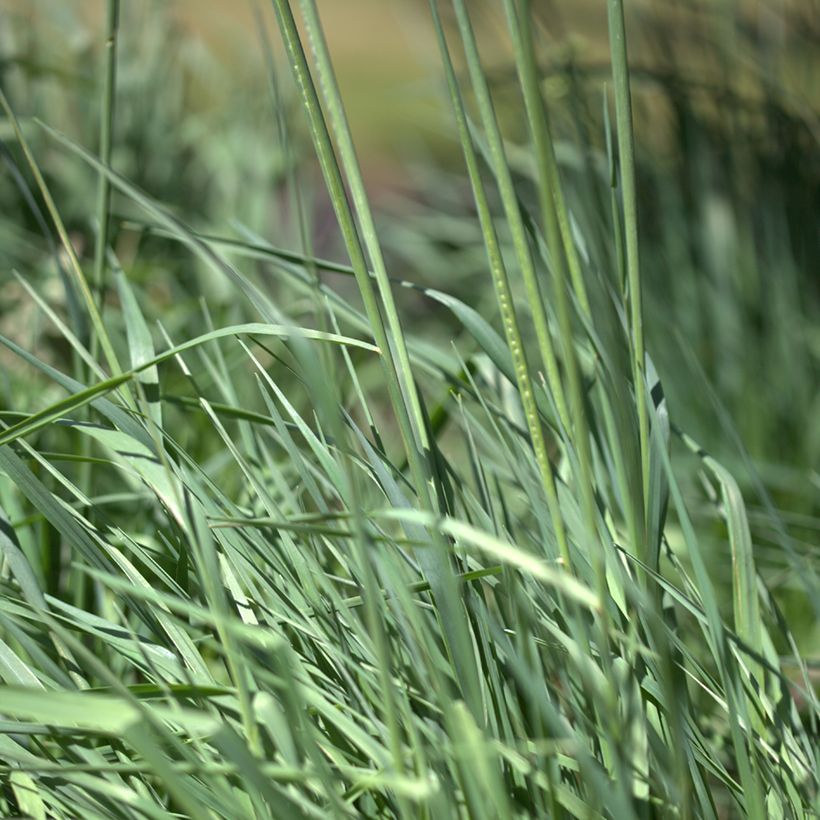 Briza media Limouzi (Foliage)