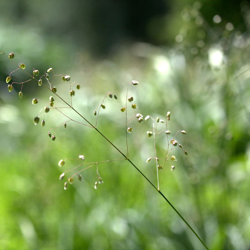 Briza media Limouzi (Flowering)