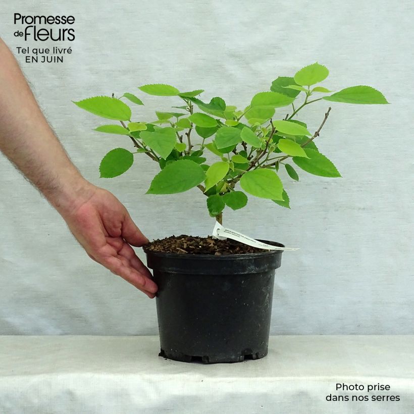 Broussonetia papyrifera Golden Shadow - Mûrier à papier Pot de 4L/5L sample as delivered in summer