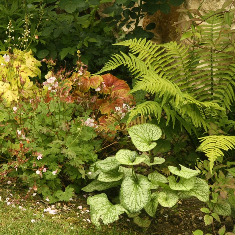 Brunnera macrophylla Jack Frost - Siberian Bugloss (Plant habit)