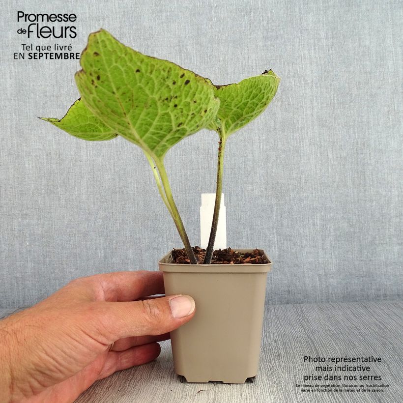 Brunnera macrophylla Jack of Diamonds - Siberian Bugloss 8/9 cm pot sample as delivered in autumn