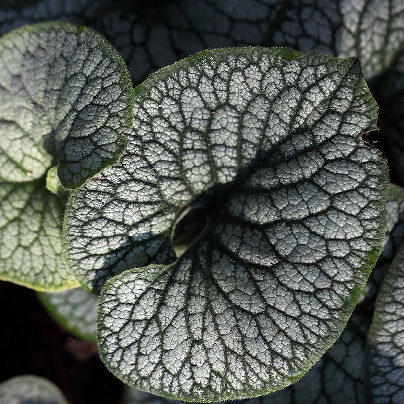 Brunnera macrophylla Jack of Diamonds - Siberian Bugloss (Foliage)